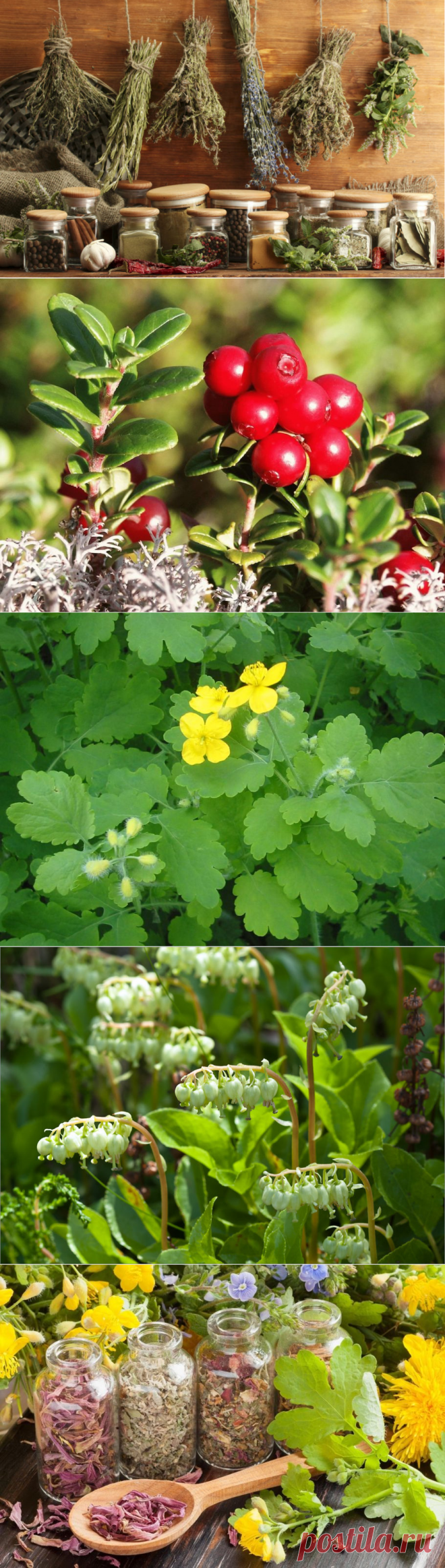 Список трав от простатита — 11 самых эффективных [Рецепты средств]