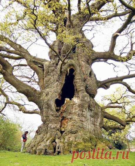 Champion trees of Britain and Ireland
