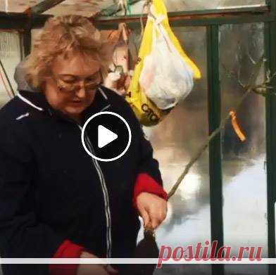 (4) Клуб розоводов Огород.ru
