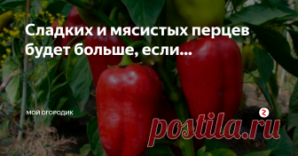 Сладких и мясистых перцев будет больше, если... Сейчас на огороде высаживают в основном гибридные сорта перцев. А вот ухаживают за ними и подкармливают по старинке! Как же кормить теплолюбивого пришельца? Ведь именно от наличия достаточного количества питательных веществ зависит, каким будет урожай и будет ли само растение здоровым.
У гибридных сортов перца очень быстрый обмен веществ, питание доставляется к плодам буквально «молниеносно». Корм