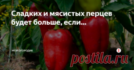 Сладких и мясистых перцев будет больше, если... Сейчас на огороде высаживают в основном гибридные сорта перцев. А вот ухаживают за ними и подкармливают по старинке! Как же кормить теплолюбивого пришельца? Ведь именно от наличия достаточного количества питательных веществ зависит, каким будет урожай и будет ли само растение здоровым.
У гибридных сортов перца очень быстрый обмен веществ, питание доставляется к плодам буквально «молниеносно». Корм
