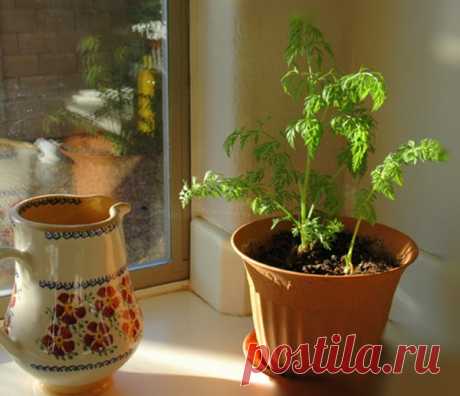 Gardening | Как вырастить морковь в горшке на подоконнике
How to grow carrots in a pot on the windowsill