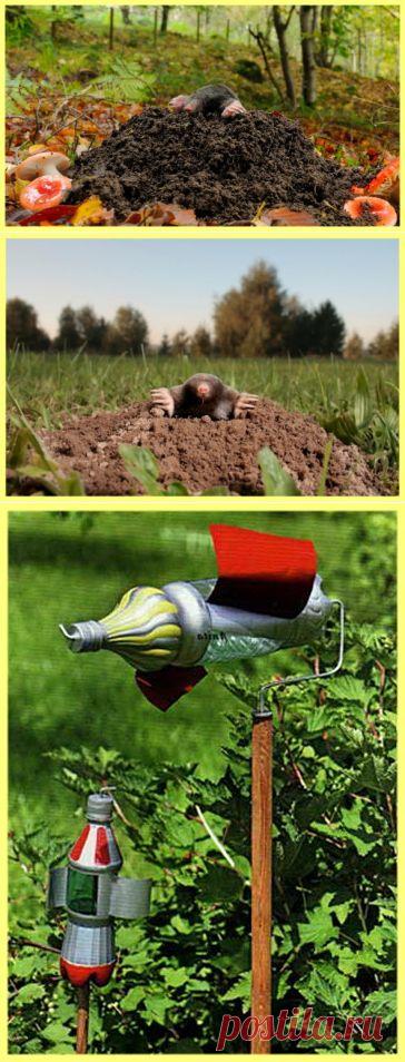 Крот на даче как избавиться: эффективные методы борьбы | Хозяин Дачи