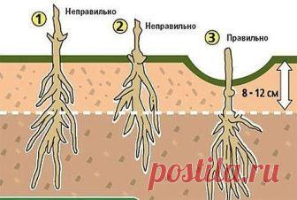 КАК И КУДА ПРАВИЛЬНО ПОСАДИТЬ КЛЕМАТИС!
Сохраните, чтобы не потерять!

Знаете ли вы, что от правильной посадки клематиса зависит общее развитие и состояние растения? 

Посаженная наспех лиана, ни когда не будет радовать вас пышным цветением. От выбранного вами места для посадки саженца, тоже зависит будущие благополучие растения. Выбор сорта и знания о его биологической особенности, так же будет влиять на конечный результат. Выращивание растений начинается всегда с подгото...