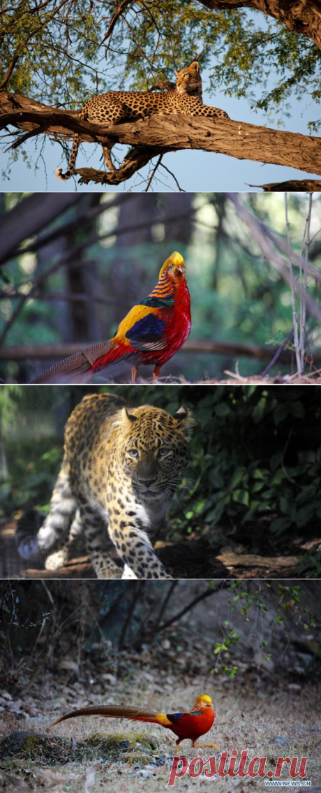 Лесовосстановление в Китае возвращает редких животных - Экологический дайджест FacePla.net