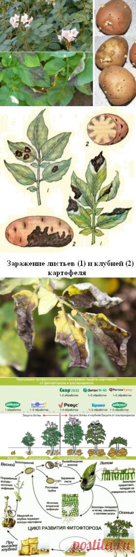 Как бороться с фитофторой на картофеле
