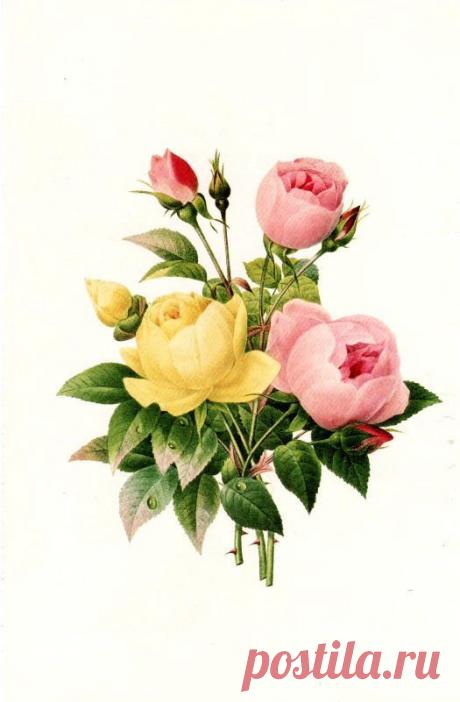 Free Vintage Flowers and Seed Packets Images