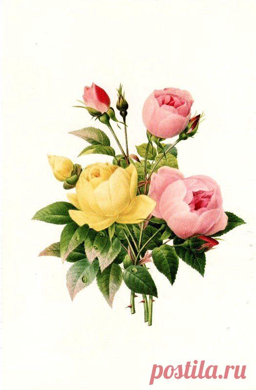 Free Vintage Flowers and Seed Packets Images