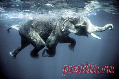 SwimmingElephant.jpg (711×472)