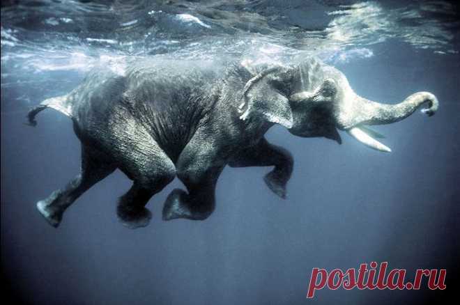 SwimmingElephant.jpg (711×472)