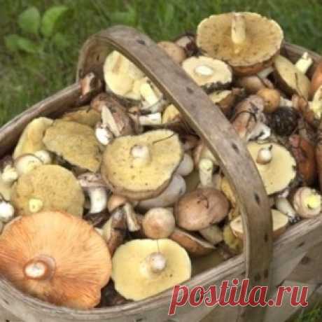 Как правильно собирать лесные грибы?