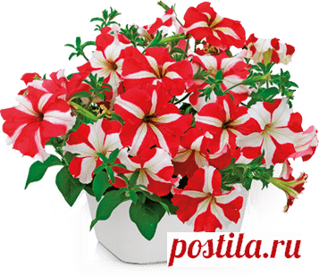 Агрофирма Аэлита - Роскошь и изобилие петуний