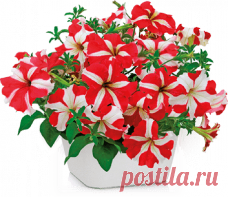 Агрофирма Аэлита - Роскошь и изобилие петуний