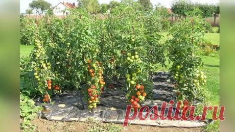 Как вырастить крупные томаты по китайскому способу Секреты выращивания помидор!