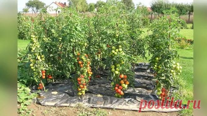 Как вырастить крупные томаты по китайскому способу Секреты выращивания помидор!