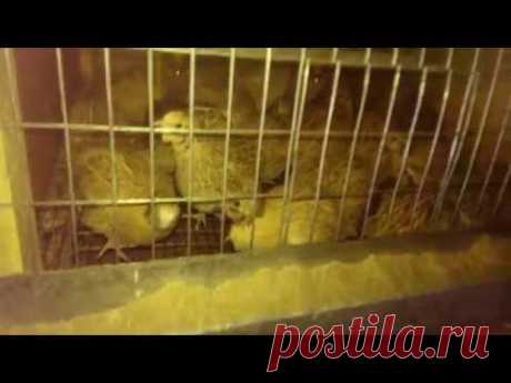 Мой перепелятник спустя год.