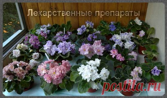 Фиалки на подоконнике | Препарат Зеленое мыло, Препарат Зоошампунь от блох и клещей.