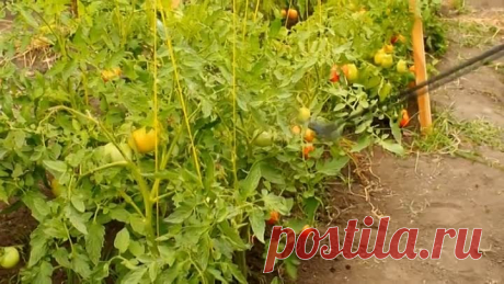 ЭТА ПОДКОРМКА ЗАВАЛИТ ВАС УРОЖАЕМ! КАК УВЕЛИЧИТЬ УРОЖАЙ ВО ВРЕМЯ ПЛОДОНОШЕН