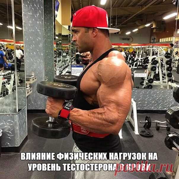 ВЛИЯНИЕ ФИЗИЧЕСКИХ НАГРУЗОК НА УРОВЕНЬ ТЕСТОСТЕРОНА В КРОВИ / Абсолютное здоровье