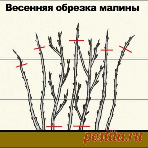 Зачем обрезать верхушки у малины