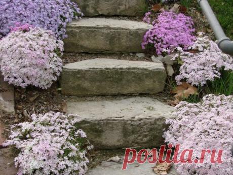 Малыши-крепыши: 15 лучших низкорослых растений для альпийской горки и рокария