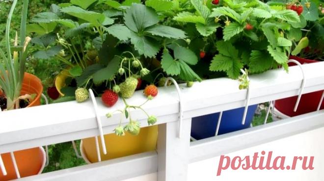 Выращивание клубники на вертикальных грядках