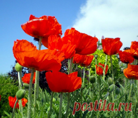 0_e698_98e64b6b_XL.jpg (800×681)