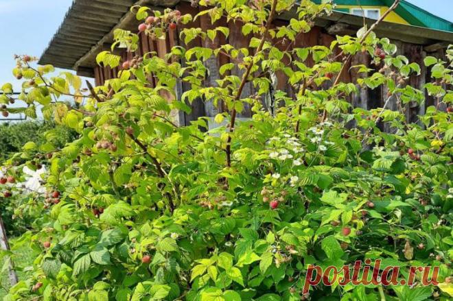 Малина даст вторую волну: как обрезать и когда полить. Полив должен быть обильным, но не чрезмерным - около 20-30 литров воды на квадратный метр каждые 7-10 дней.