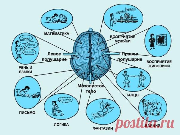 РАБОТА ПРАВОГО И ЛЕВОГО ПОЛУШАРИЙ ГОЛОВНОГО МОЗГА.