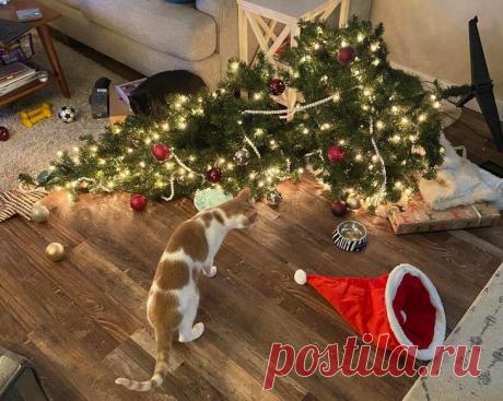 20 кошек, доказавших, что они самые большие болваны из всех существ, живущих на Земле