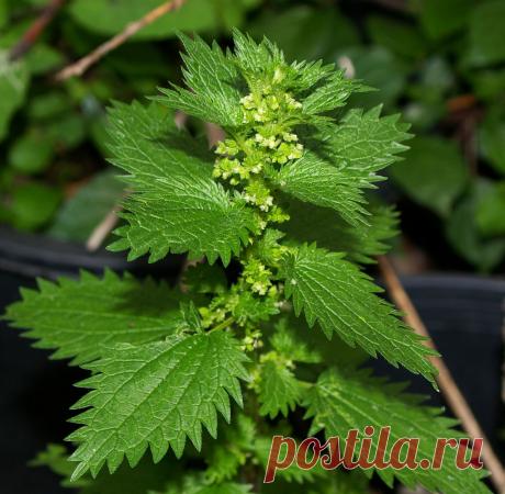 кропива.