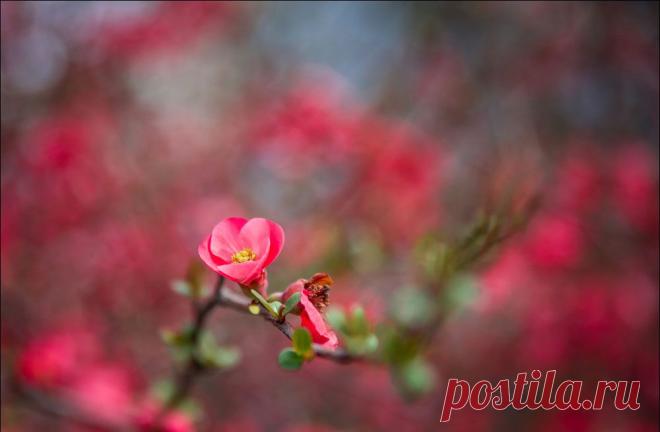 В Крыму цветет японская айва