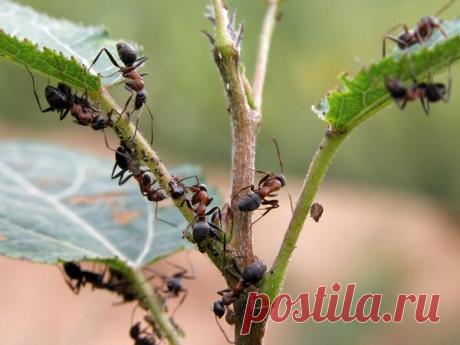 Удар по муравьям: проверенный метод избавления | НАШ ОГОРОД | Яндекс Дзен