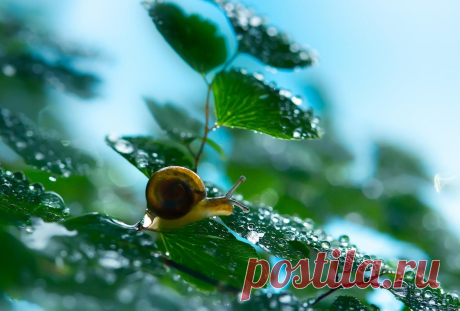 The soul of nature | Душа природы