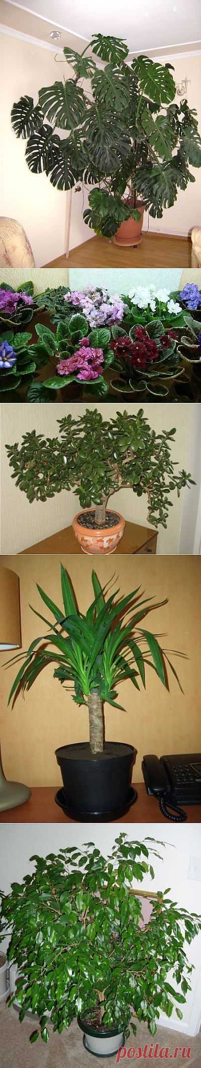 Как влияют комнатные растения на людей и энергетику дома.