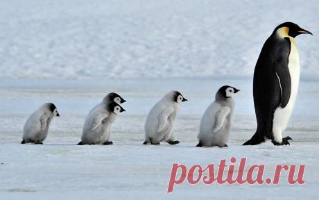 Как «рожают» и выхаживают своих детей пингвины: трогательные фото и удивительные факты - Статьи - Семья - Дети Mail.ru