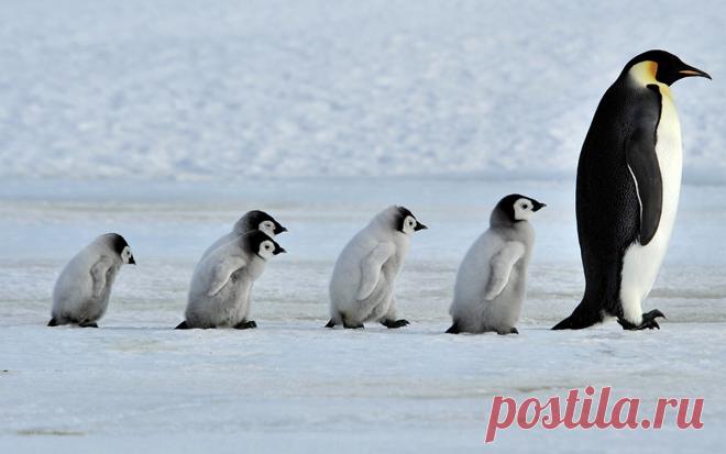 Как «рожают» и выхаживают своих детей пингвины: трогательные фото и удивительные факты - Статьи - Семья - Дети Mail.ru