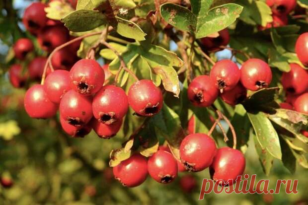 Полезные свойства боярышника - ДОСТОЙНАЯ  ЖИЗНЬ  НА  ПЕНСИИ - медиаплатформа МирТесен Плоды и цветы боярышника чрезвычайно полезны здоровью. Их свойства применяют для профилактики и лечения заболеваний сердца, сосудов, нормализации давления и пищеварения, от переутомления и бессонницы, для устранения последствий нервного перенапряжения. Ягоды дикорастущих разновидностей применяли в...