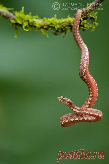 Void Whisper — creatures-alive: Bothriechis schlegelii by Jaime...