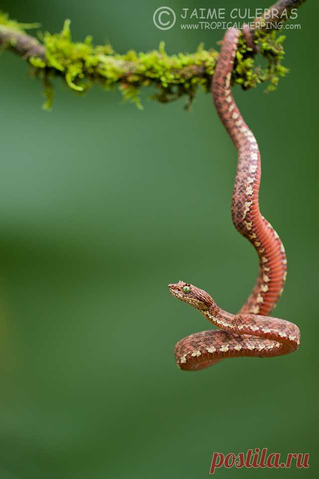 Void Whisper — creatures-alive: Bothriechis schlegelii by Jaime...