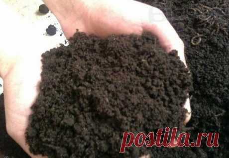 Где я бесплатно беру плодородную землю для рассады и не покупаю магазинную