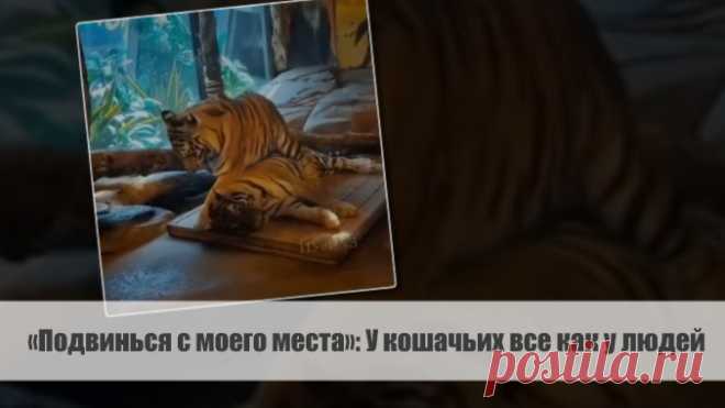 «Подвинься с моего места»: У кошачьих все как у людей | VestiNewsRF.Ru