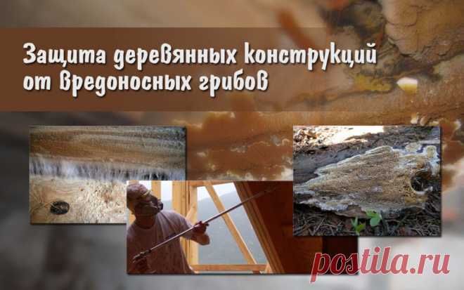 Защита деревянных конструкций от вредоносных грибов | | Для тех, кто любит работать с деревом