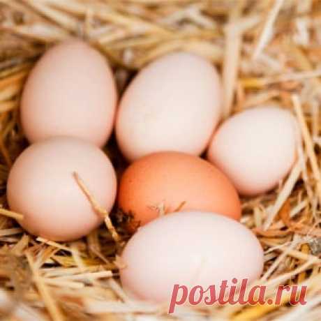 Почему куры не несутся: мой опыт и решение проблемы яйценоскости Куры не несутся. Почему куры не несутся что делать? Такие случаи, когда куры резко перестают нести яйца возникают не только у начинающих птицеводов