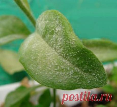 Мучнистая роса на петунии как бороться и истреблять