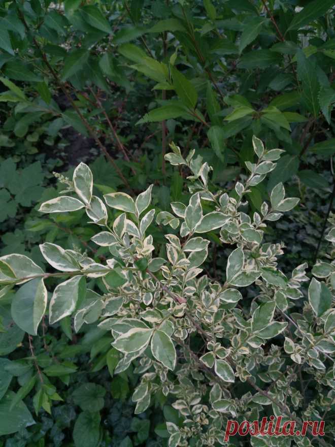 Бирючина овальнолистная серебристая "Аргентеум Вариегата" (Ligustrum ovalifolium "Argenteum Variegata")