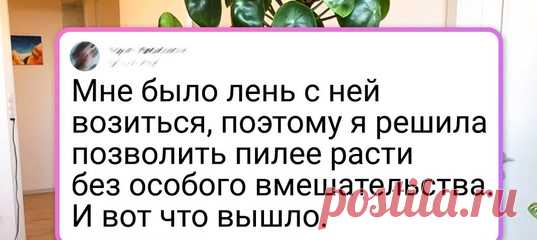 20 человек, которые притащили домой растение, но никак не ожидали от него такой прыти в желании заполонить все вокруг