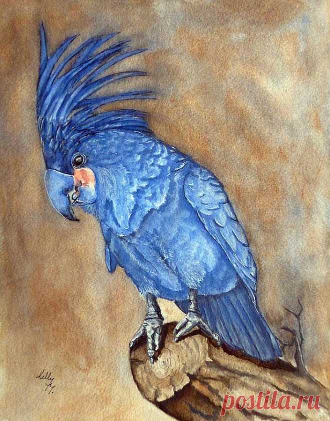 Palm Cockatoo Blue by Kelly Mills Palm Cockatoo Blue Painting by Kelly Mills