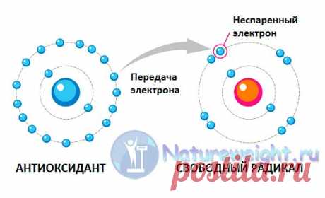 Антиоксидант астаксантин - какая польза организму человека?