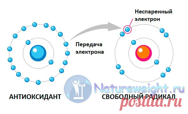 Антиоксидант астаксантин - какая польза организму человека?